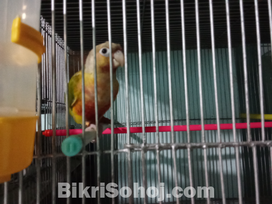 Pineapple conure(Double rate factor)